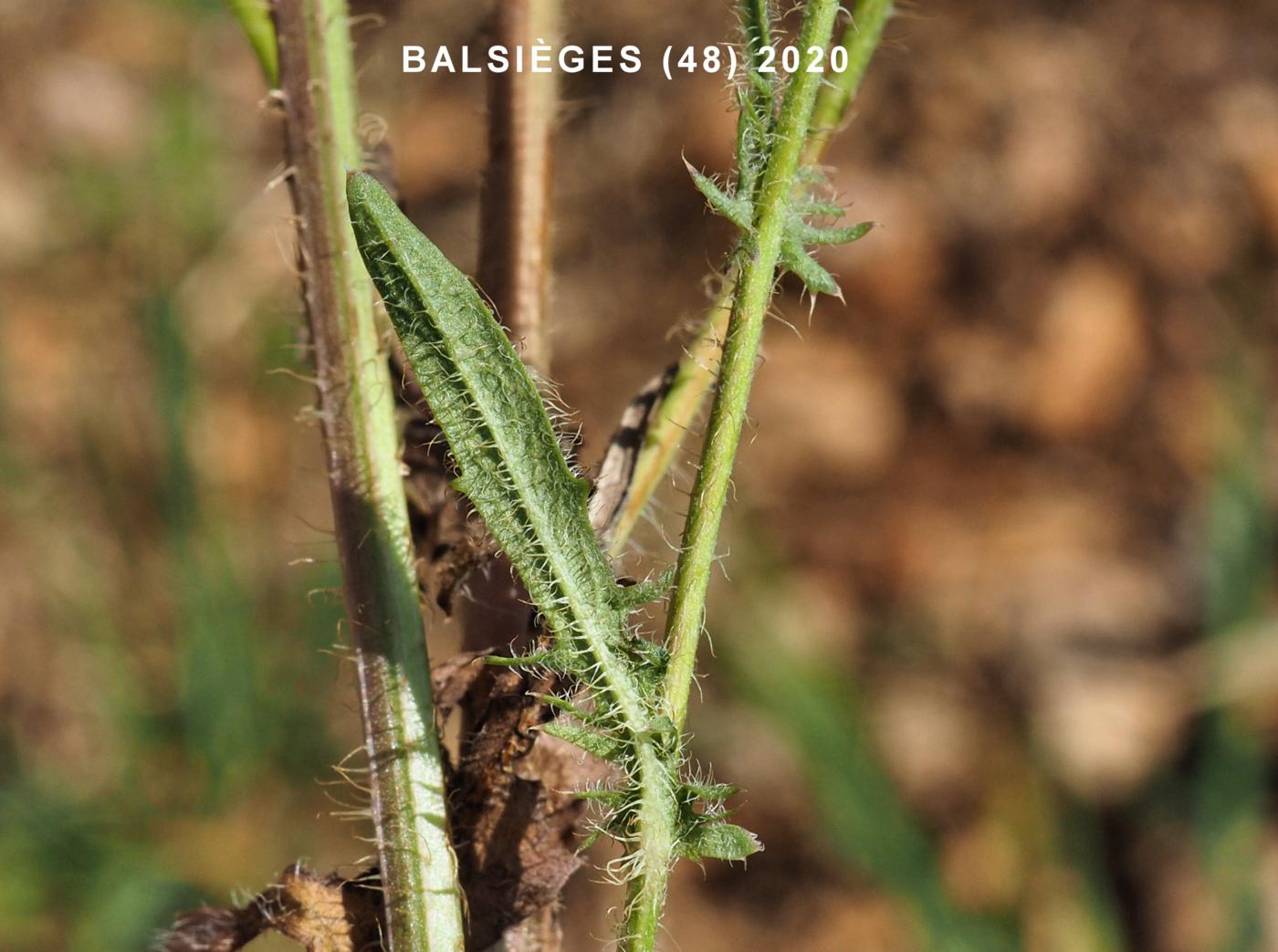 Hawk's-beard, Bristly leaf